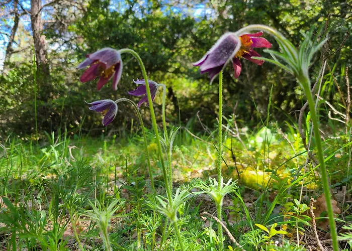 La Boletiere * Saint-Étienne-du-Valdonnez